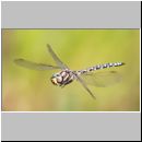 Aeshna juncea - Torf-Mosaikjungfer m05b - Hellern-Wiese-Tuempel.jpg